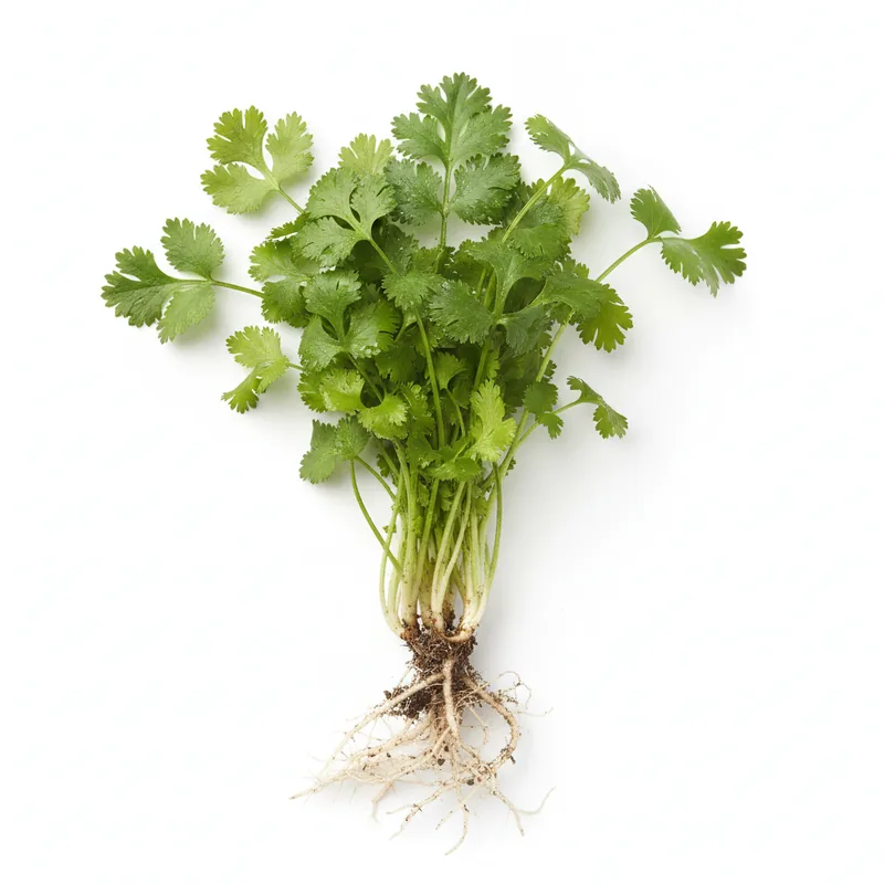 Coriander - كزبرة