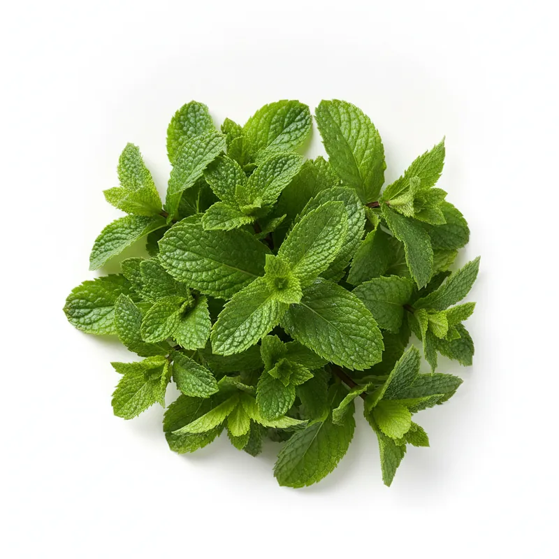 Fresh Mint - نعناع طازج